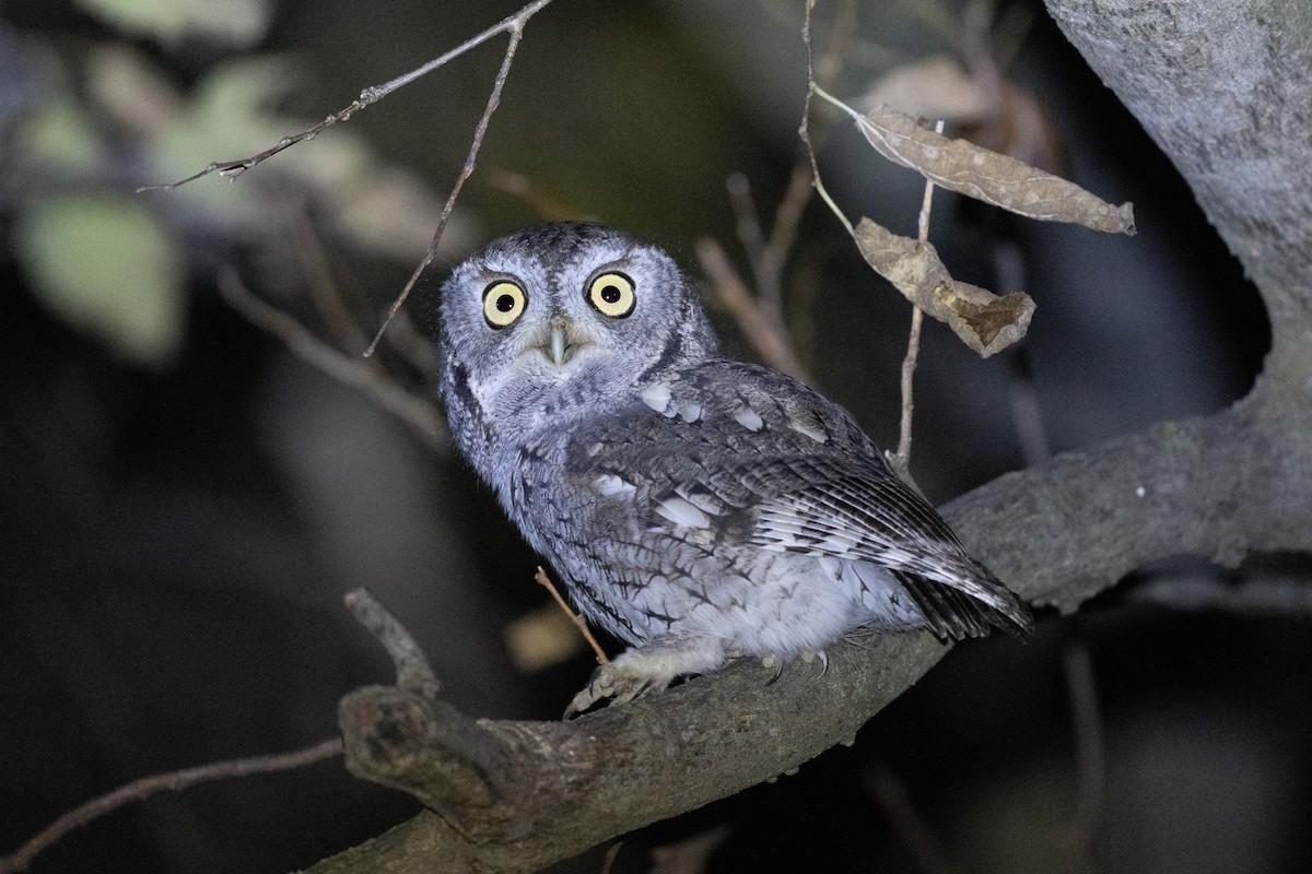 Eastern Screech-Owl - ML644898252