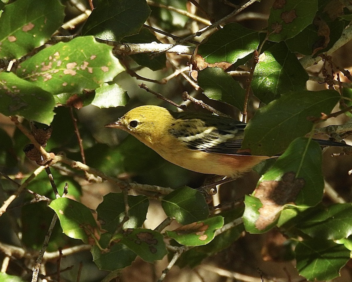 Пісняр-лісовик каштановий - ML644898262