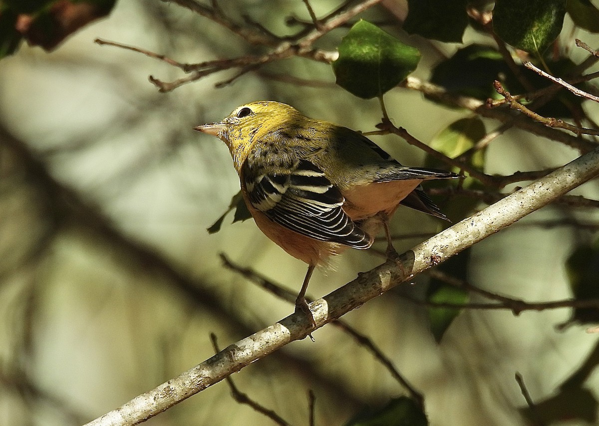 Пісняр-лісовик каштановий - ML644898263