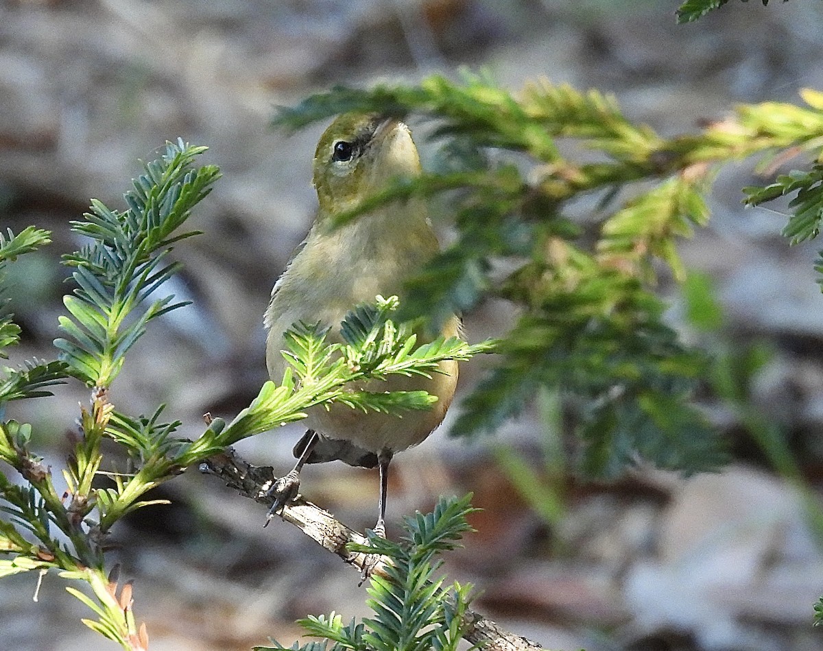 Пісняр-лісовик каштановий - ML644898264