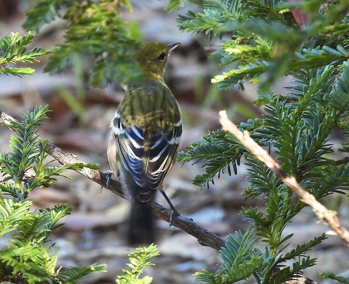 Пісняр-лісовик каштановий - ML644898265