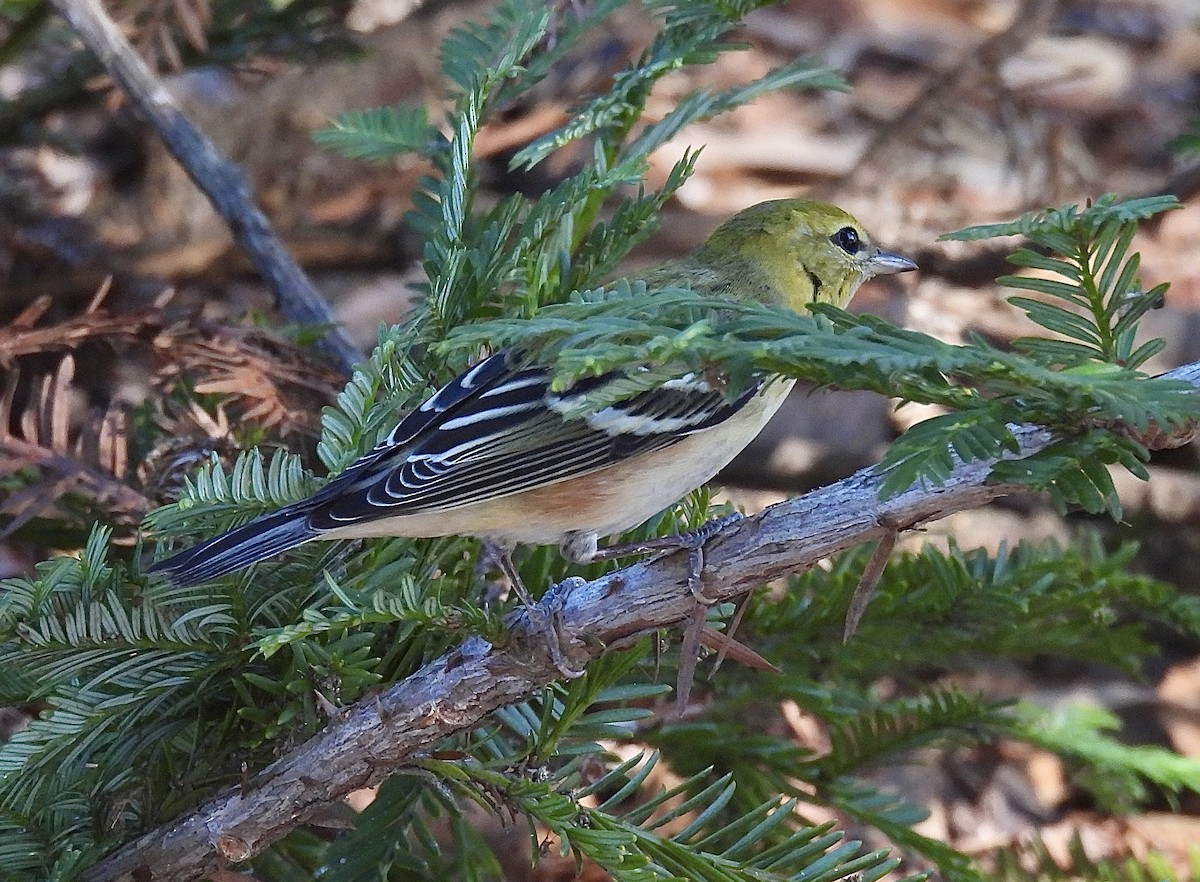 Пісняр-лісовик каштановий - ML644898266