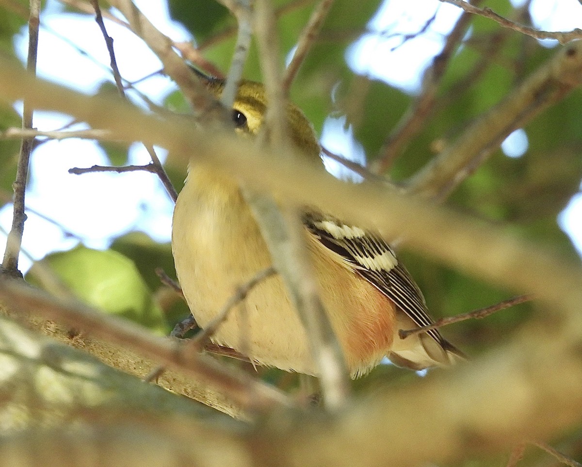 Пісняр-лісовик каштановий - ML644898268