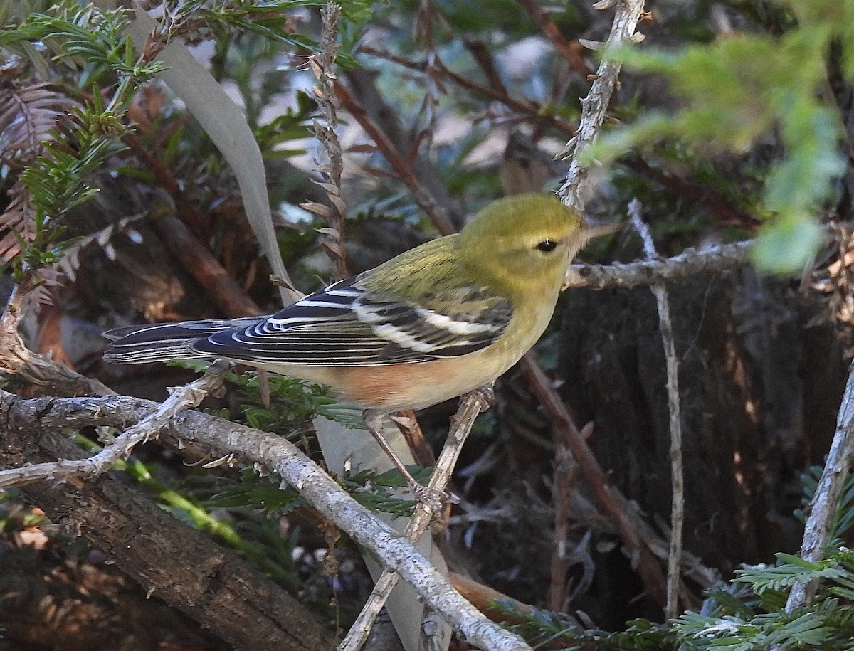 Пісняр-лісовик каштановий - ML644898269