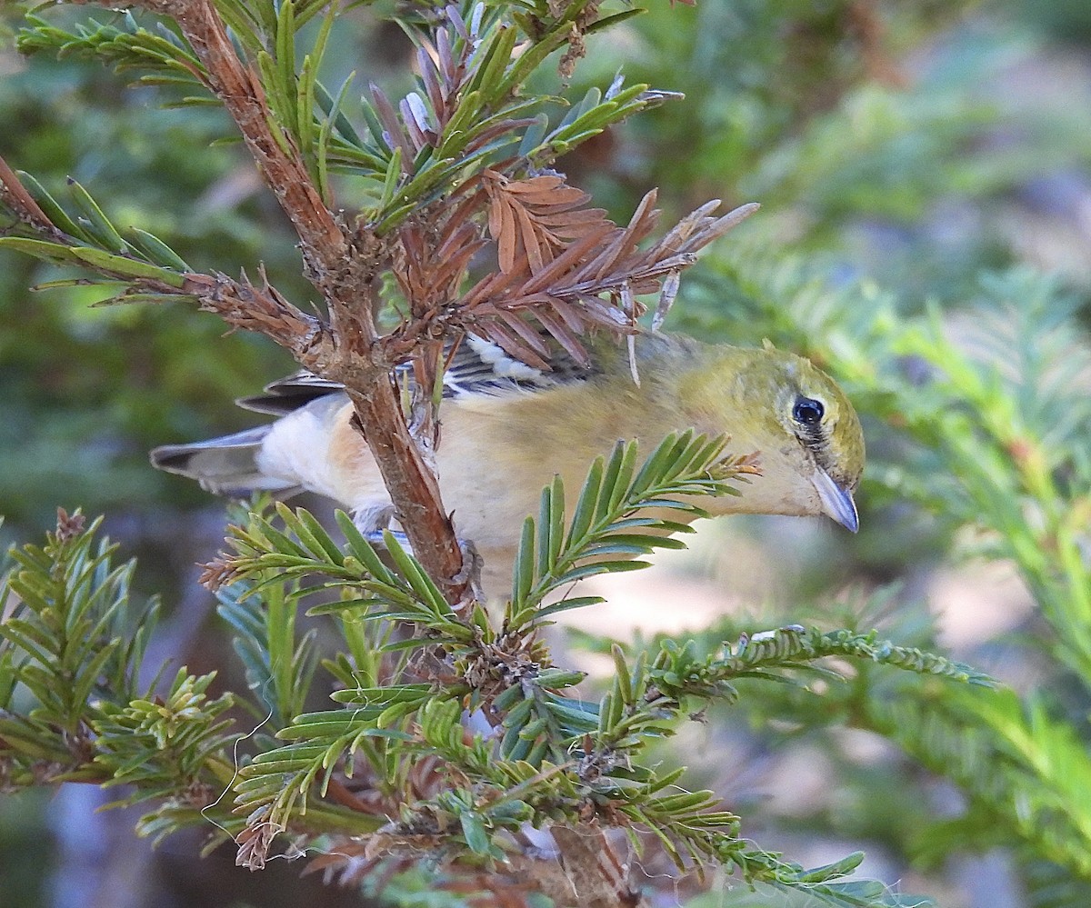 Пісняр-лісовик каштановий - ML644898270