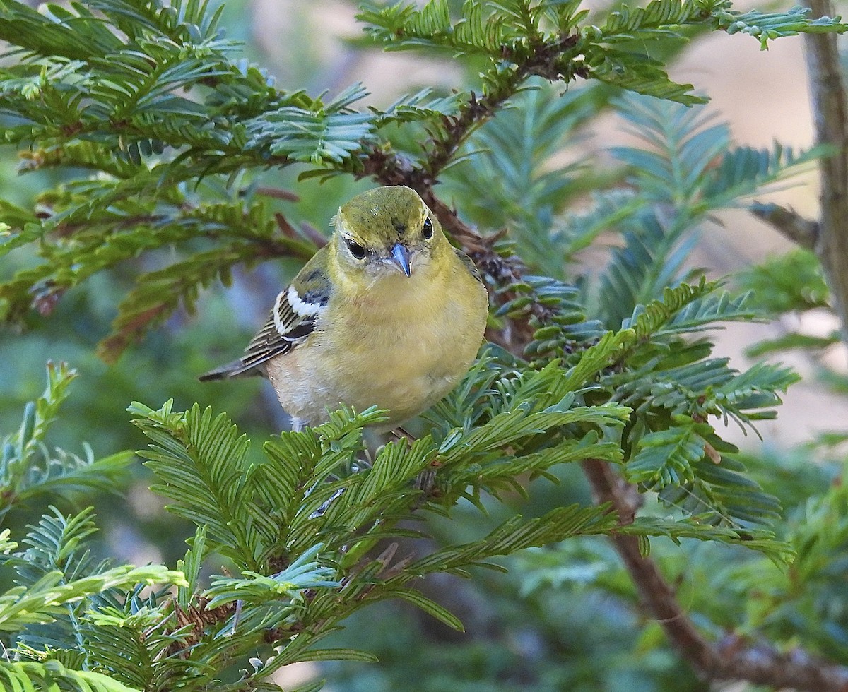 Пісняр-лісовик каштановий - ML644898271