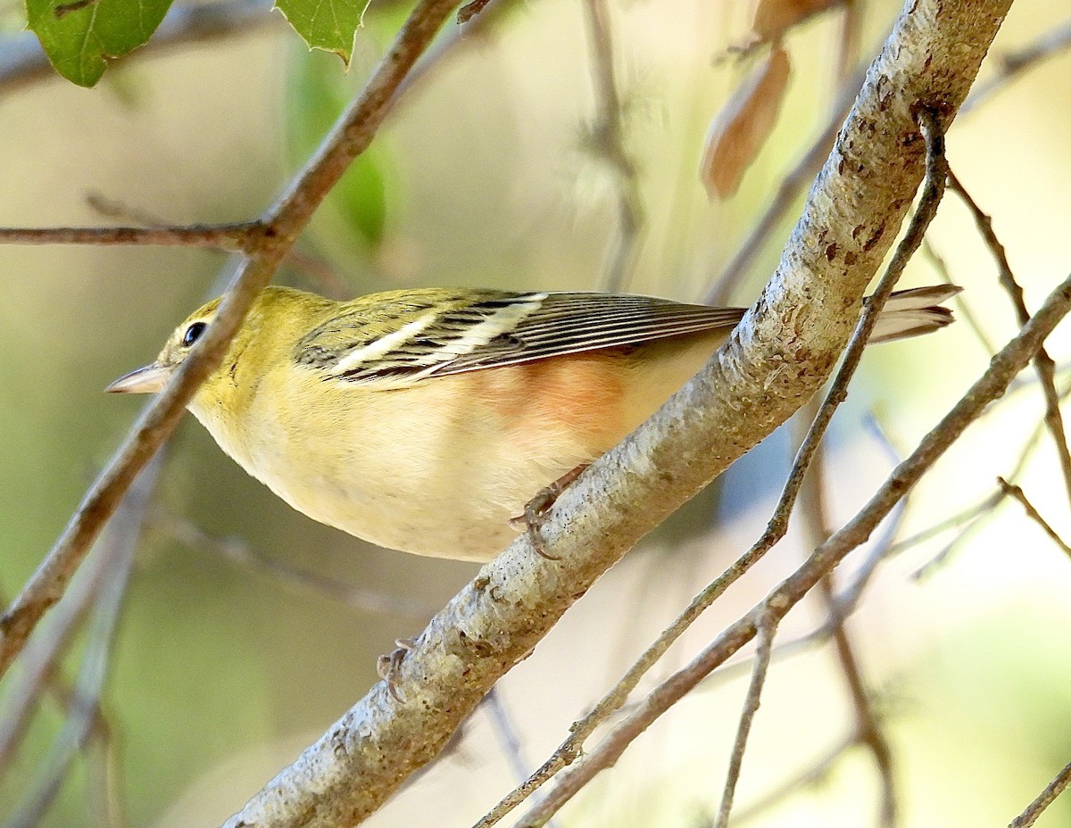Пісняр-лісовик каштановий - ML644898272