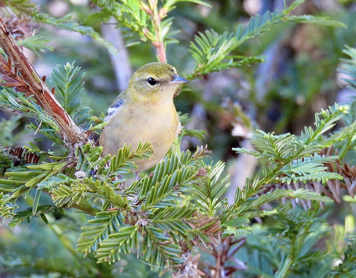 Пісняр-лісовик каштановий - ML644898273