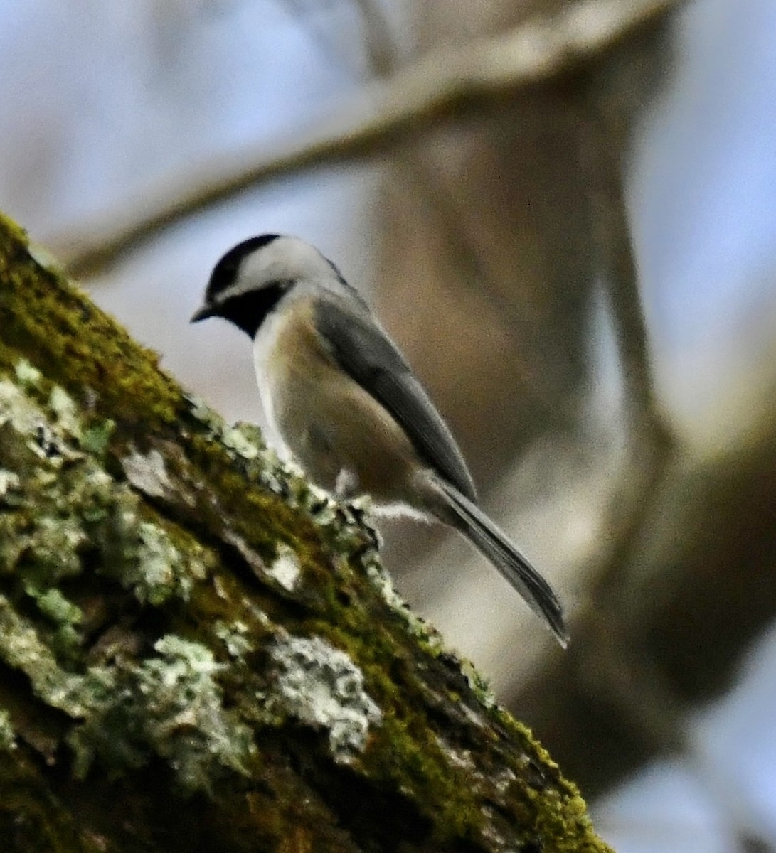 Carolina Chickadee - ML644898276