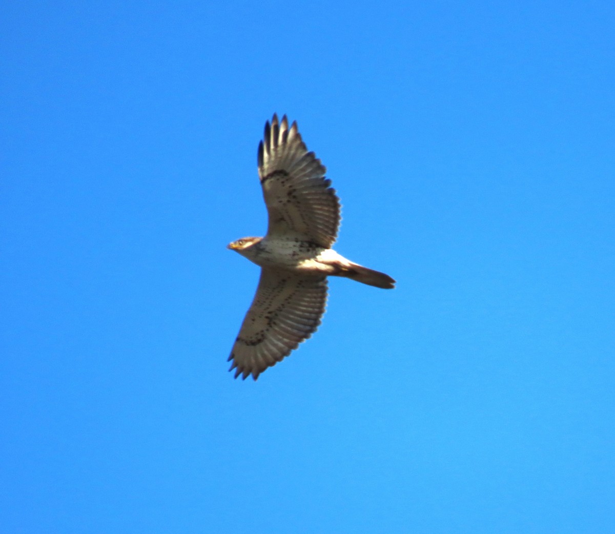 Busardo Herrumbroso - ML644898278