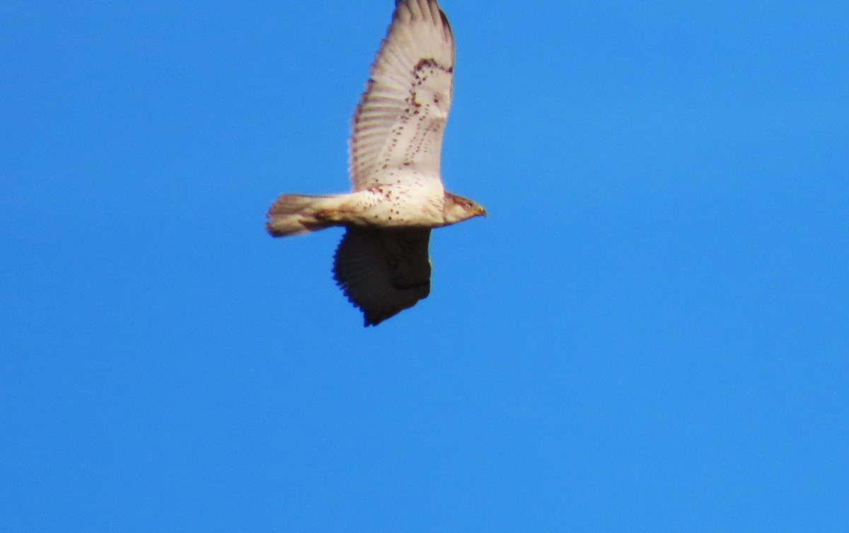 Busardo Herrumbroso - ML644898282