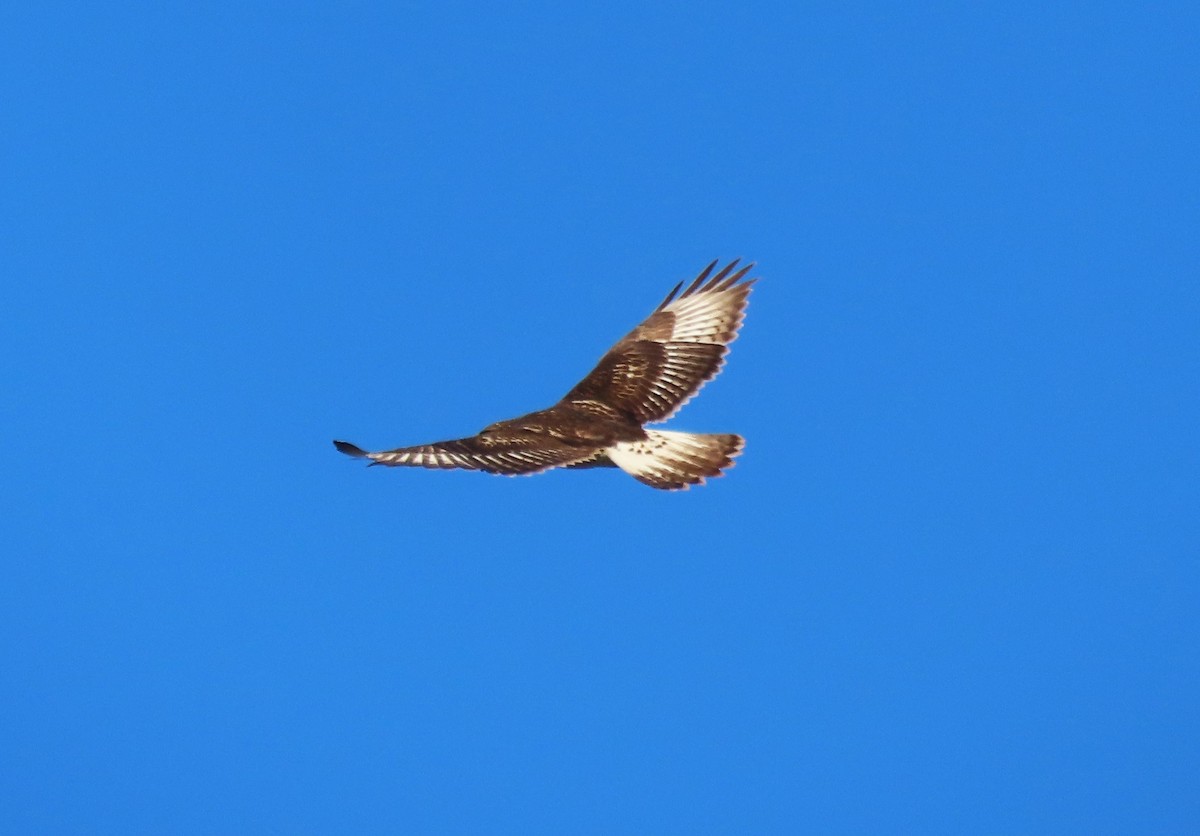 Busardo Herrumbroso - ML644898284