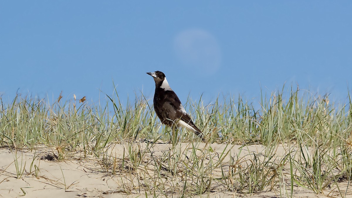 Australian Magpie - ML644898290