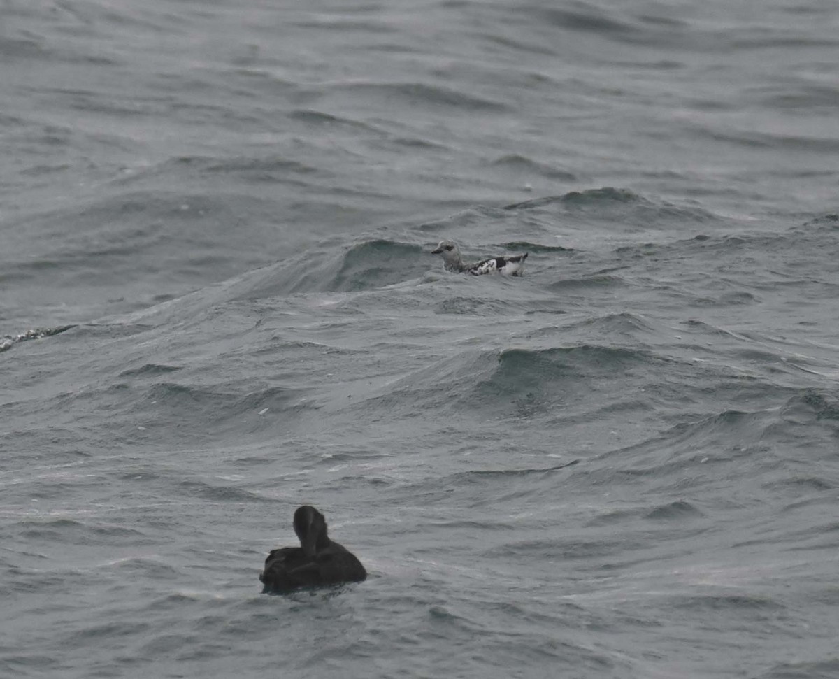 Pottorro hegalzuri atlantikoa - ML644898291