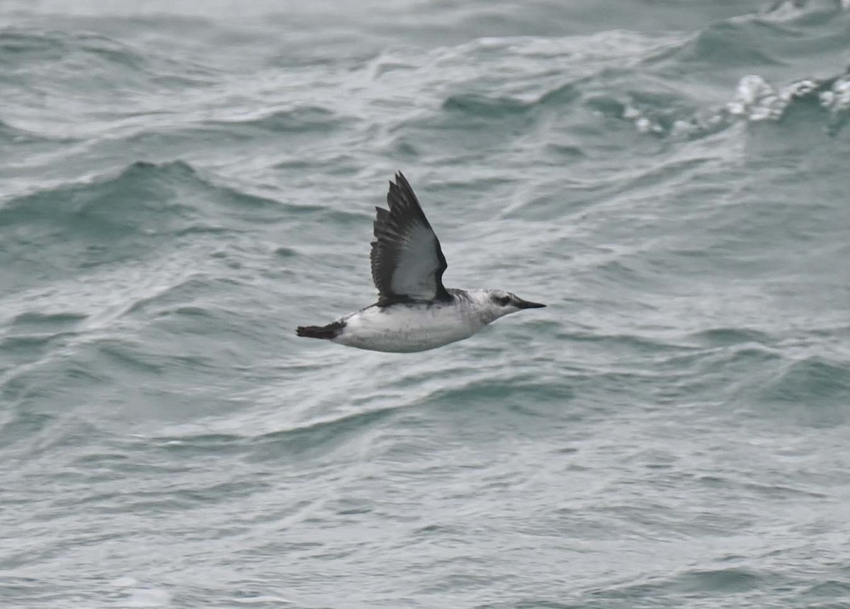 Pottorro hegalzuri atlantikoa - ML644898292