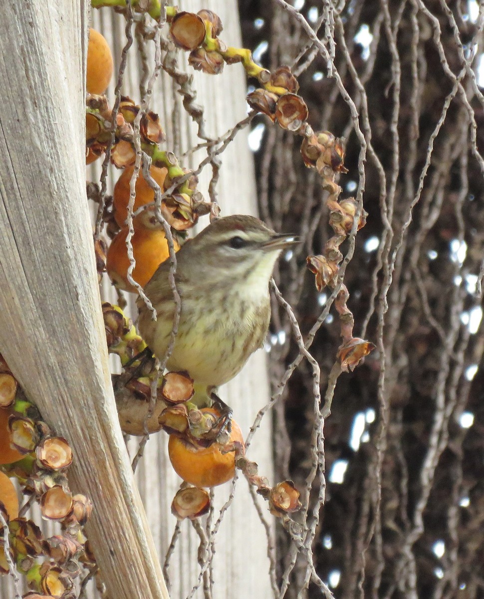 Palm Warbler - ML644898293