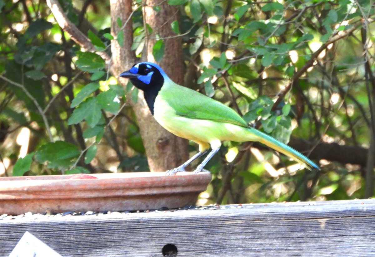Green Jay - ML644898294