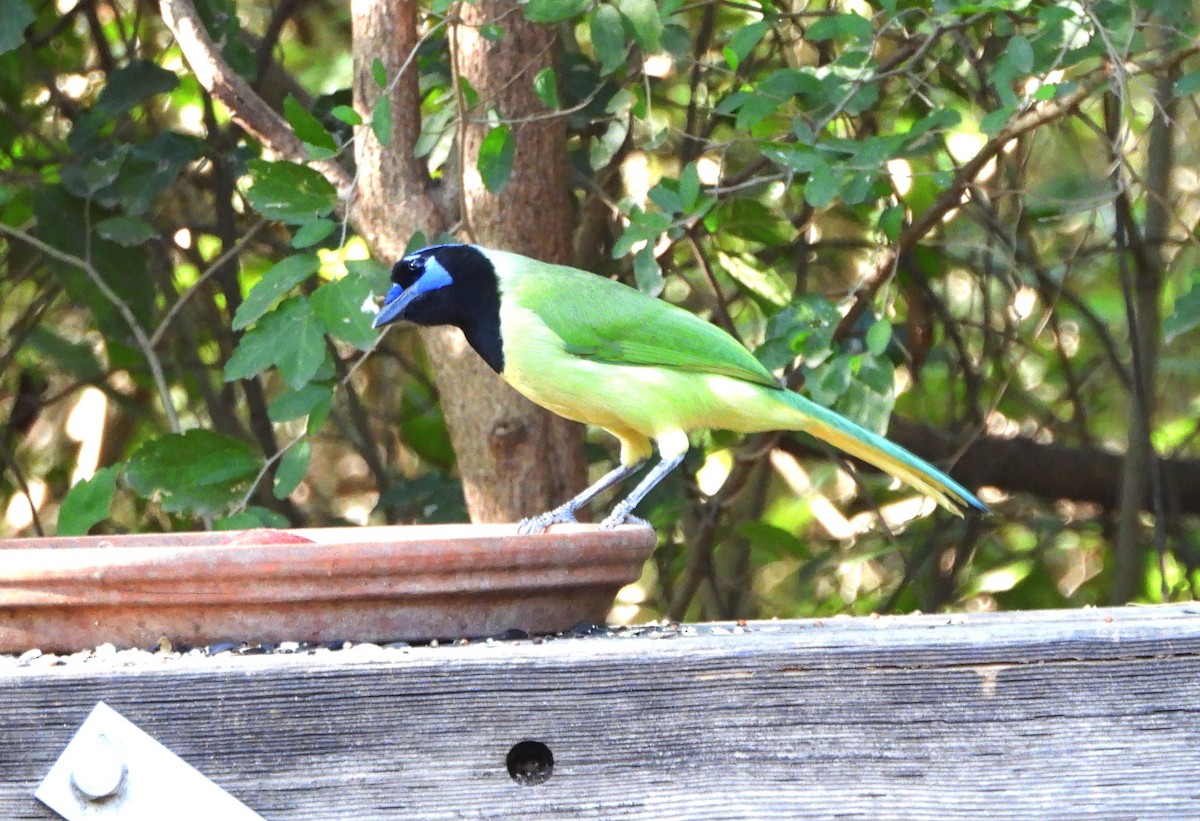 Green Jay - ML644898295