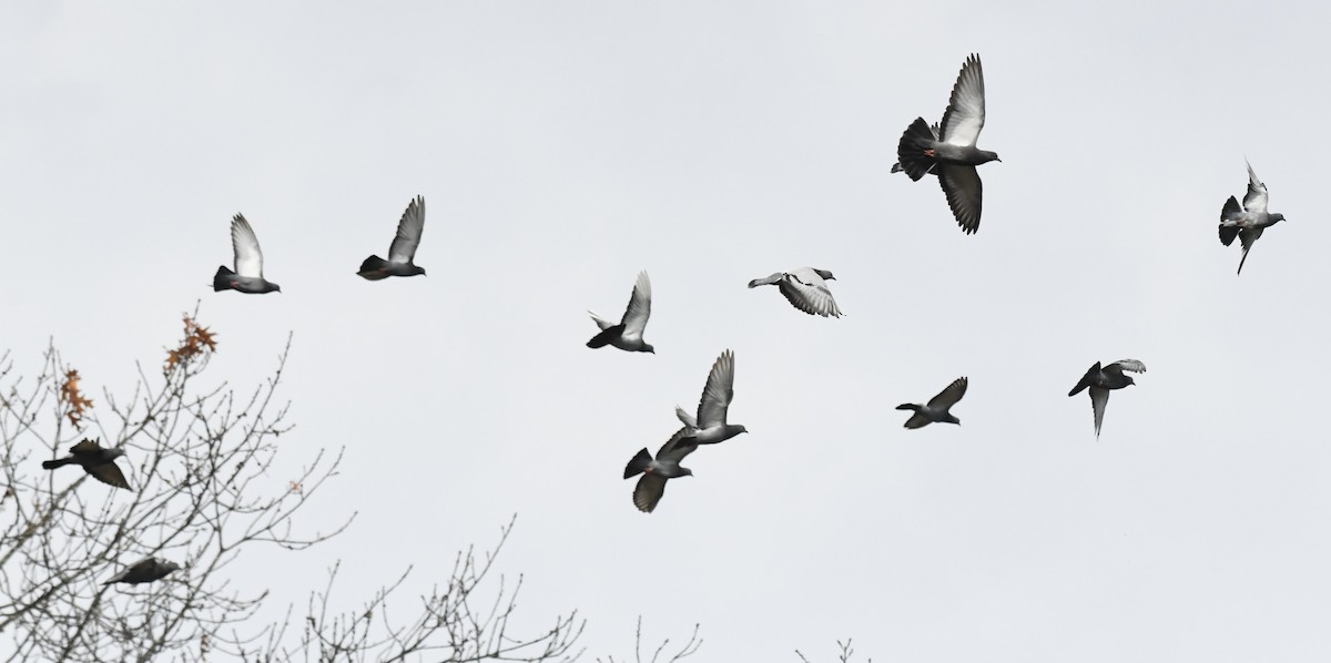 Haitz-usoa (etxekoa) - ML644898296