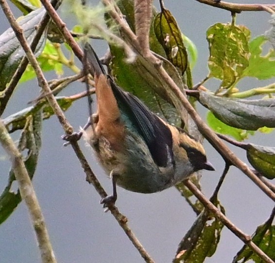 Metallic-green Tanager - ML644898298