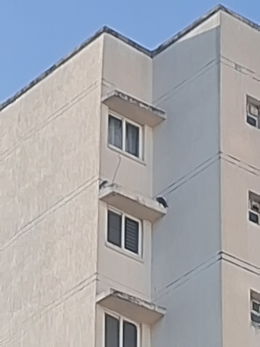 Belatz handia - ML644898299