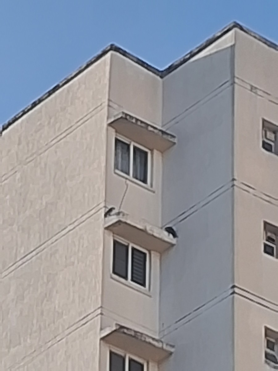 Belatz handia - ML644898300