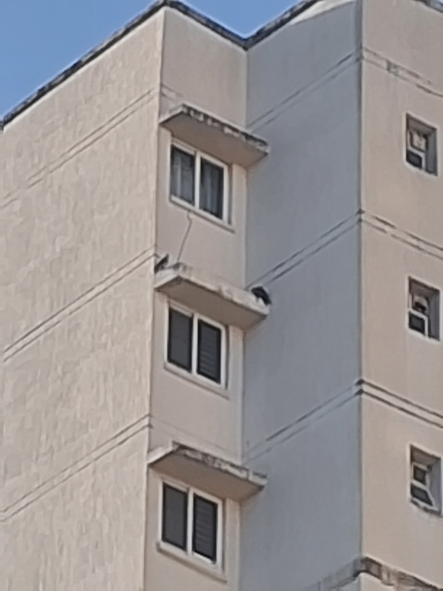 Belatz handia - ML644898301