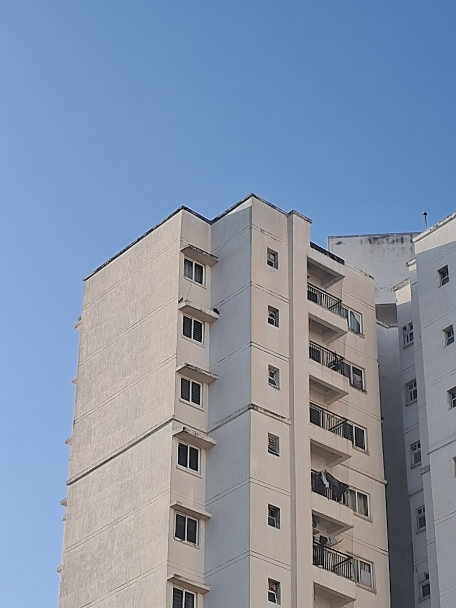 Belatz handia - ML644898302