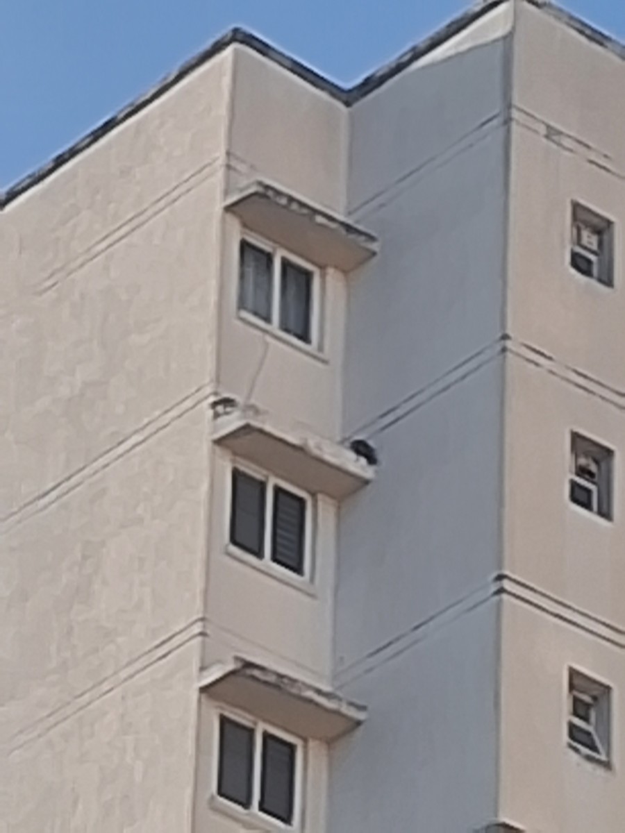 Belatz handia - ML644898303