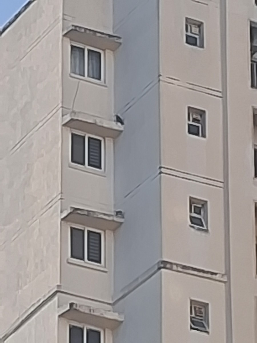 Belatz handia - ML644898304