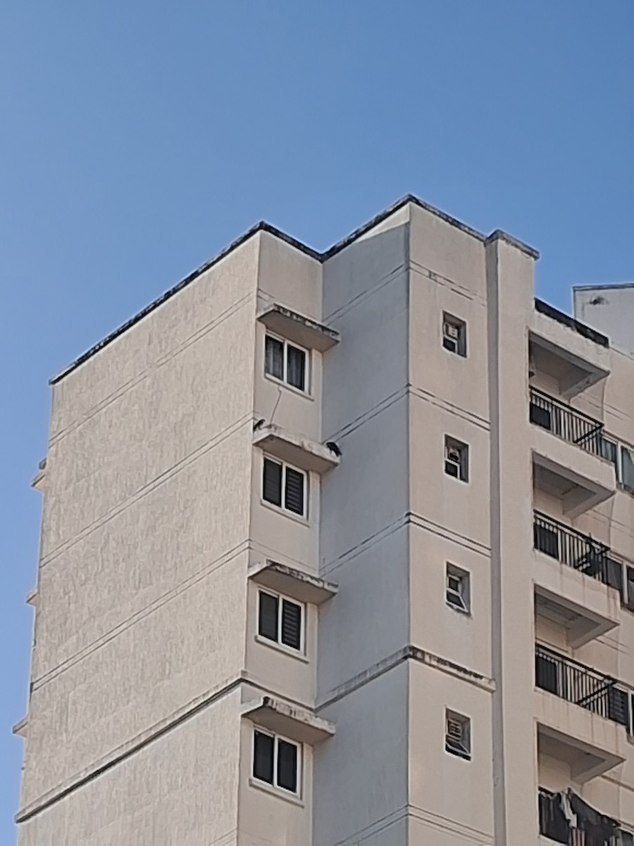 Belatz handia - ML644898305