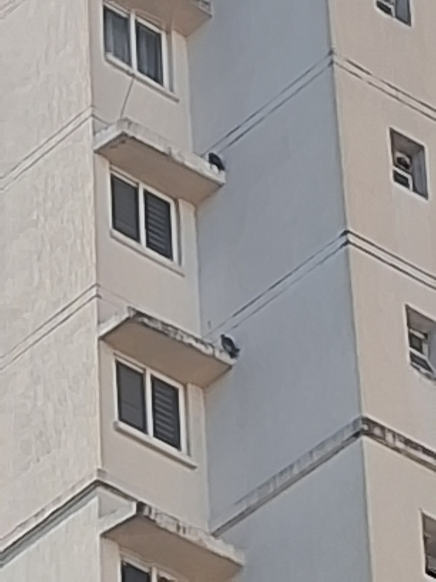 Belatz handia - ML644898306