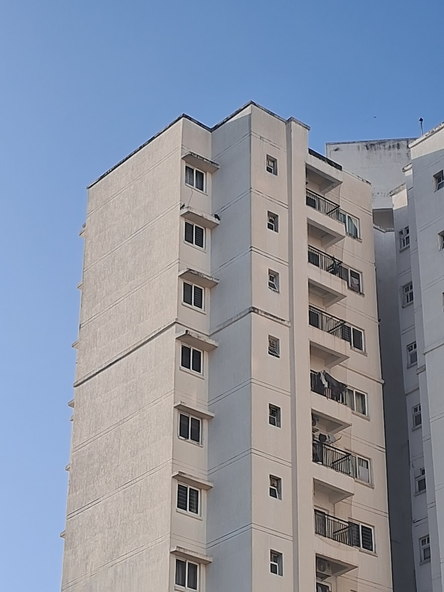 Belatz handia - ML644898307