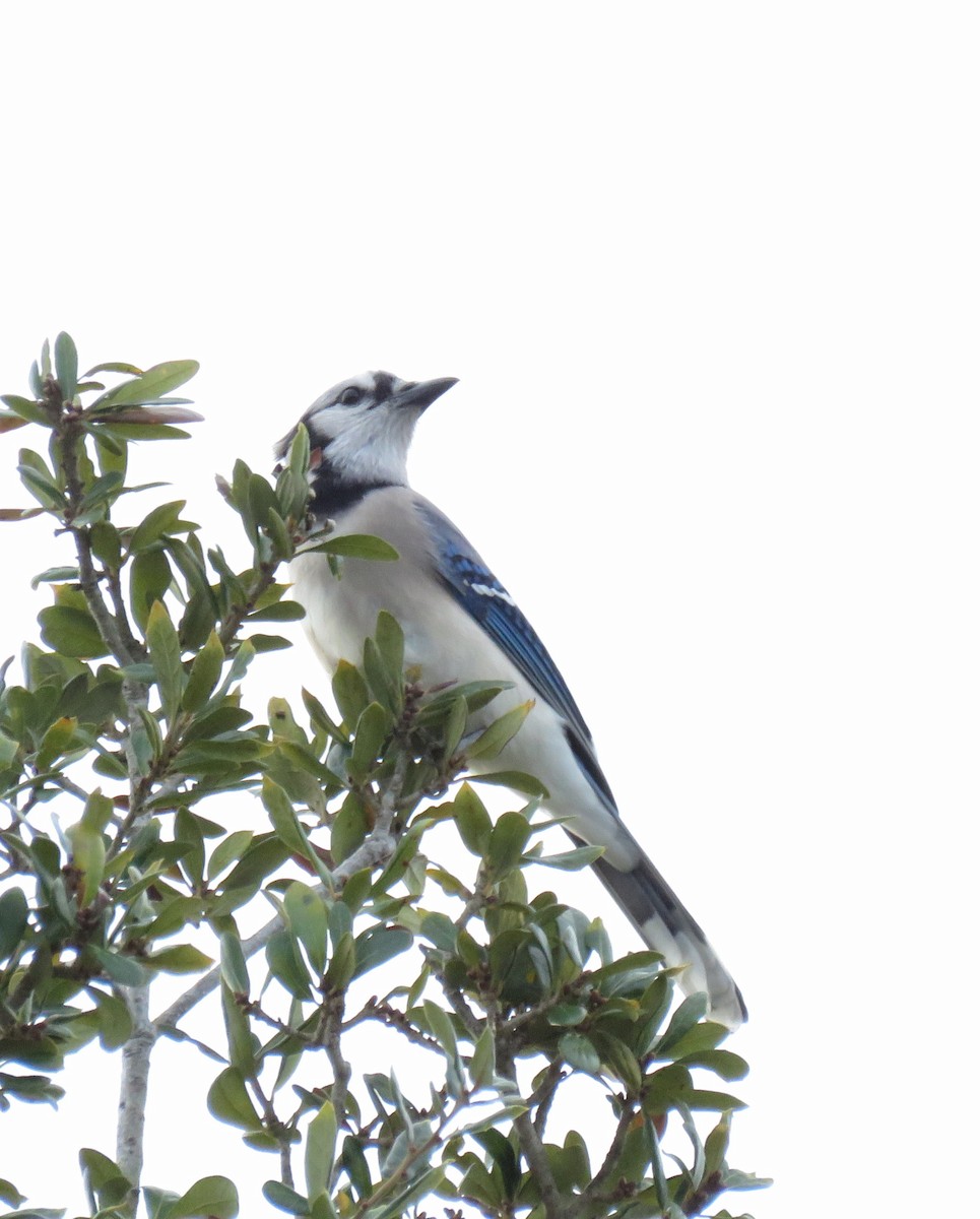 Blue Jay - ML644898308