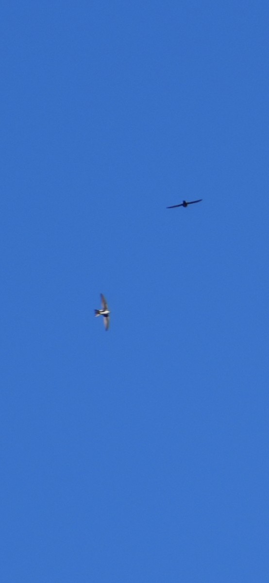 White-throated Swift - ML644898309