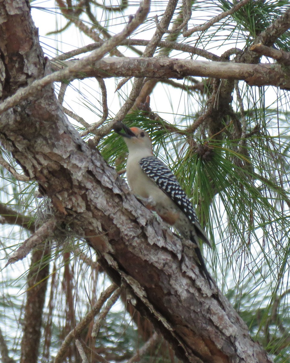 Red-bellied Woodpecker - ML644898310