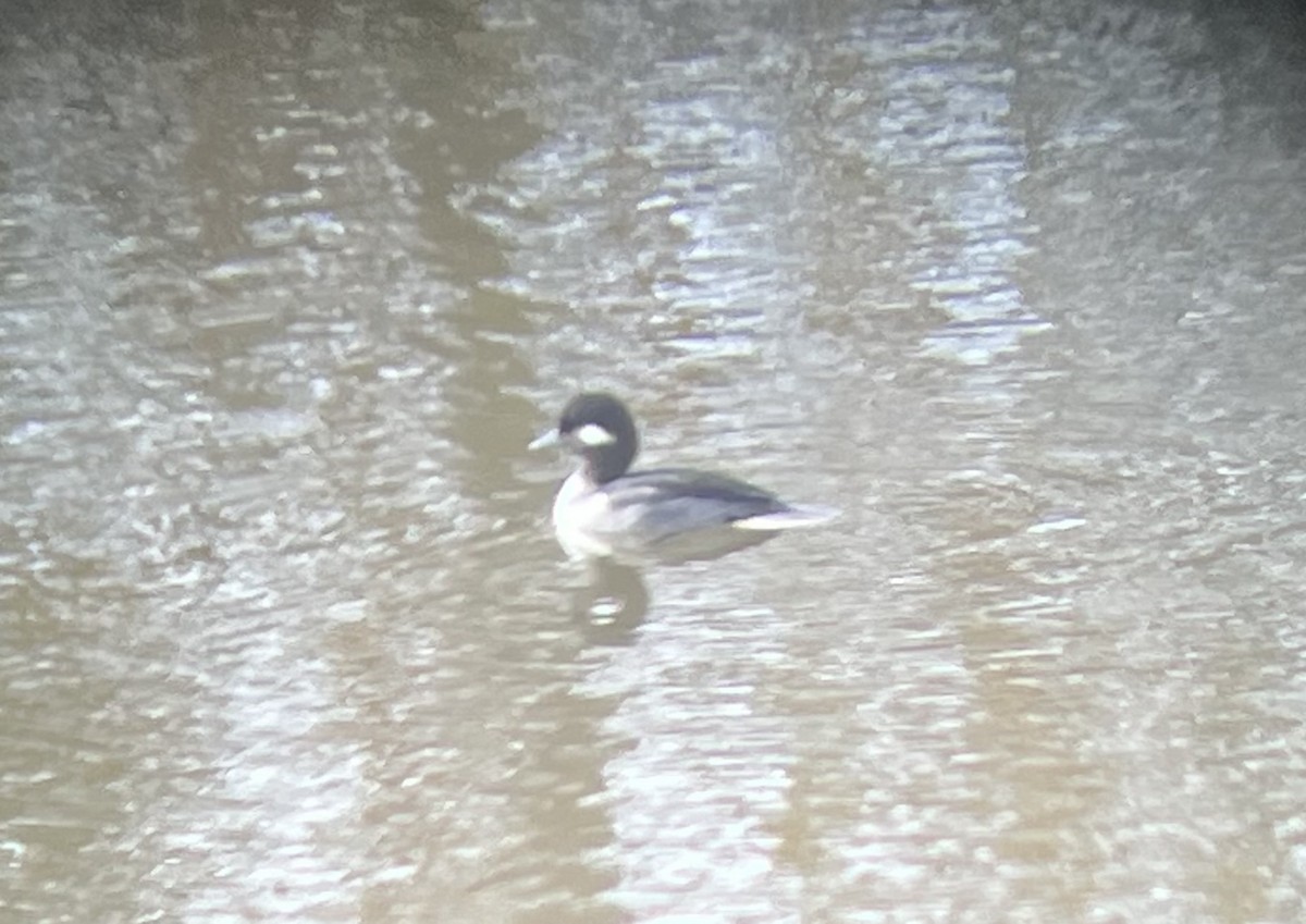 Murgilari buruzuria - ML644898311