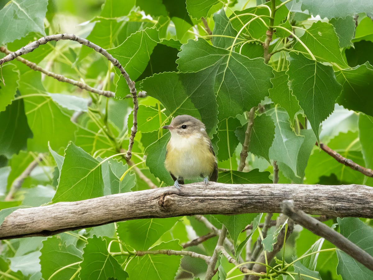 Eastern/Western Warbling Vireo - ML644898313