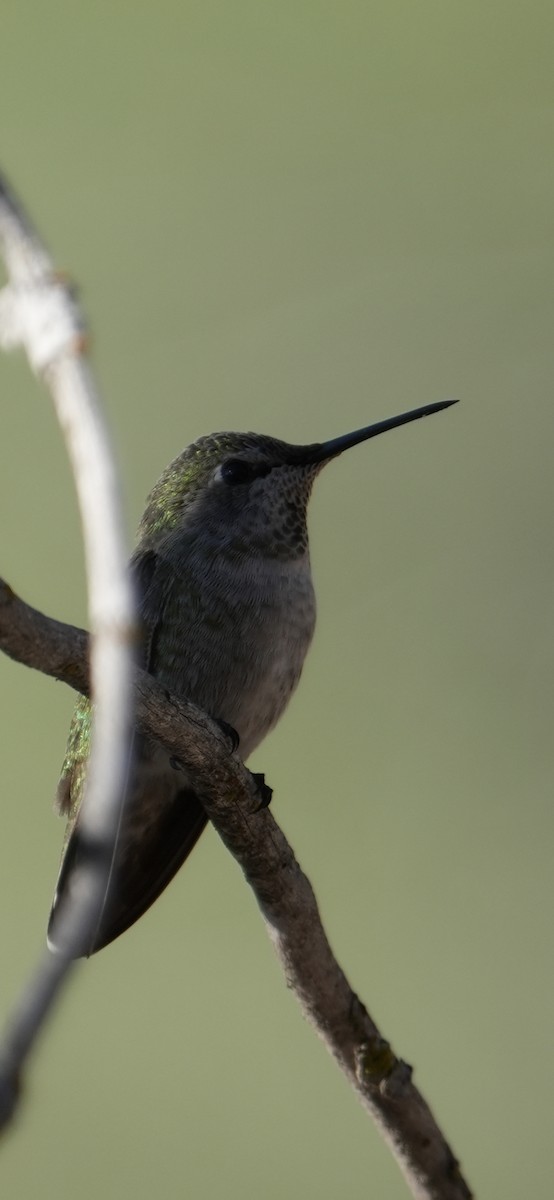 Anna's Hummingbird - ML644898318