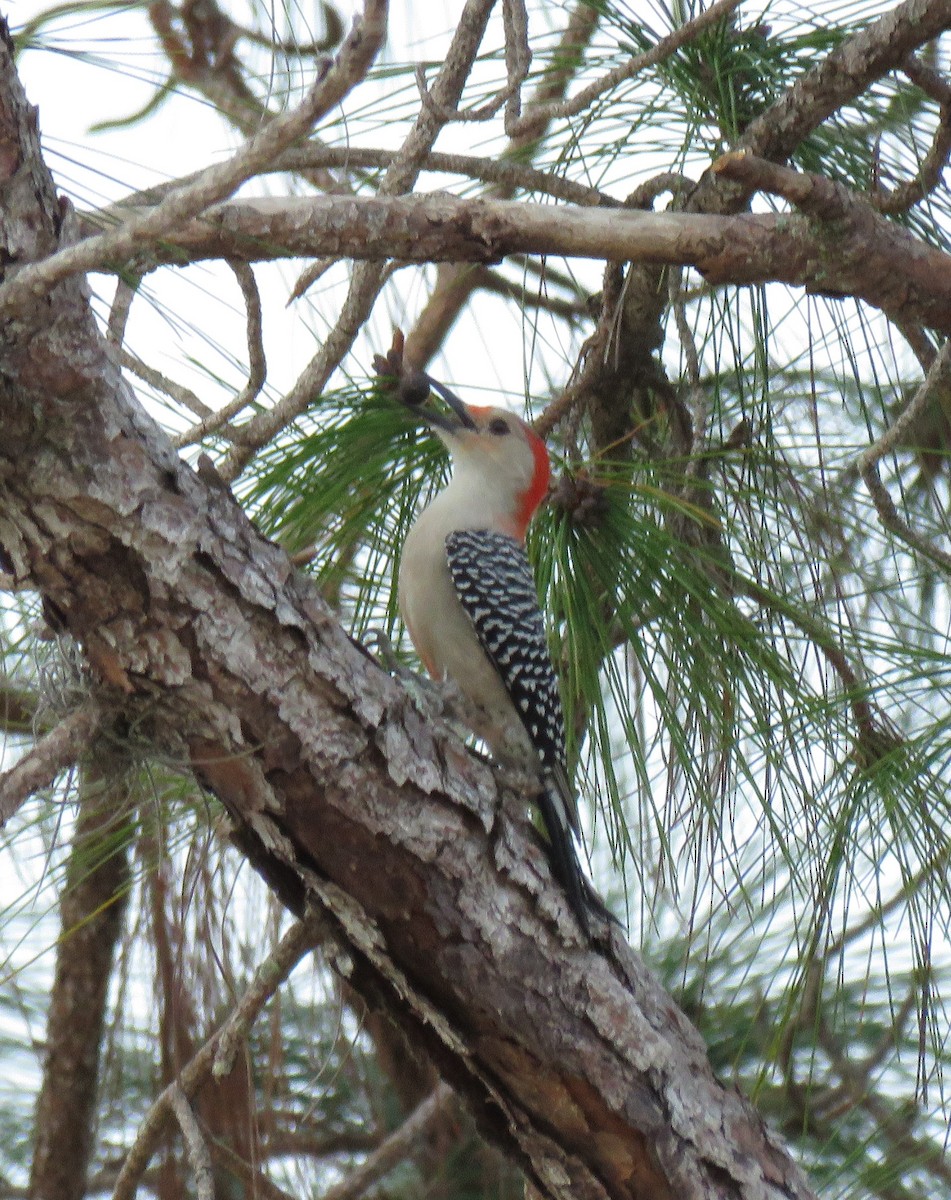 Red-bellied Woodpecker - ML644898319