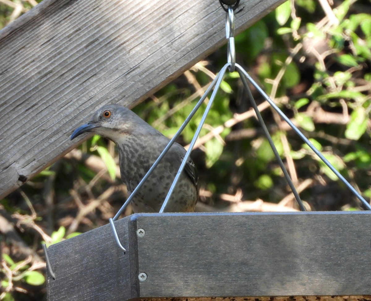 Curve-billed Thrasher - ML644898320