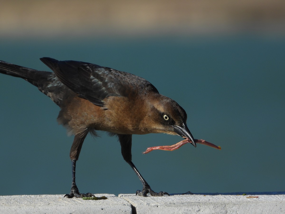 Great-tailed Grackle - ML644898324