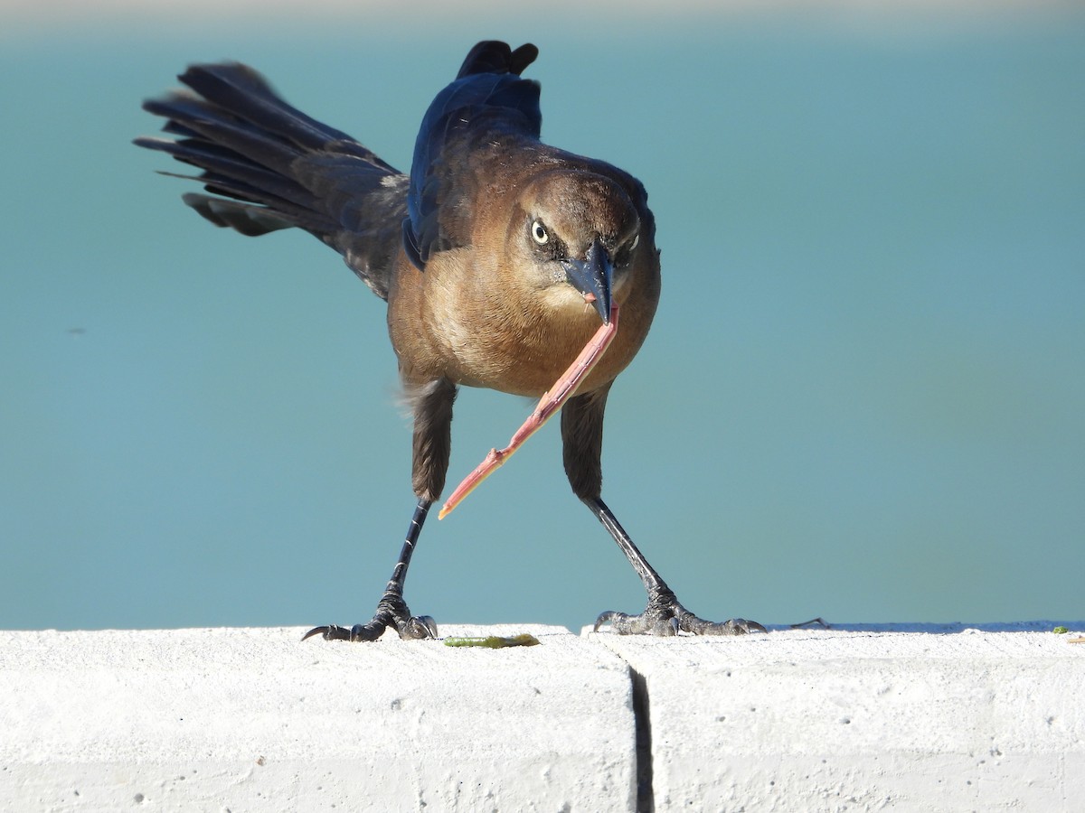 Great-tailed Grackle - ML644898325