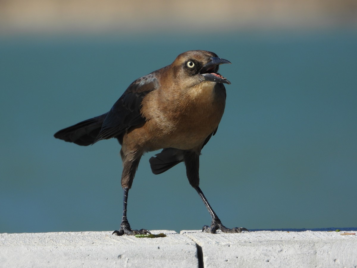 Great-tailed Grackle - ML644898326