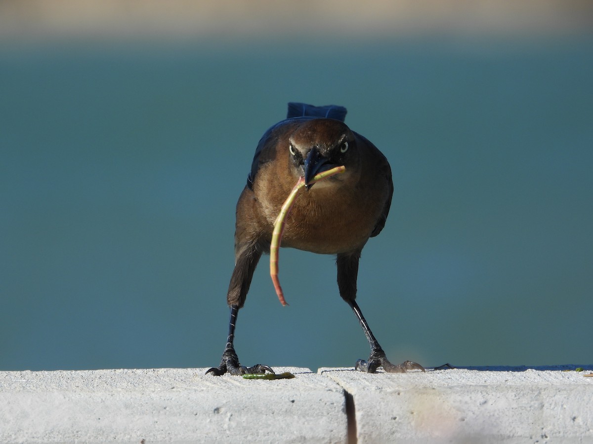 Great-tailed Grackle - ML644898327