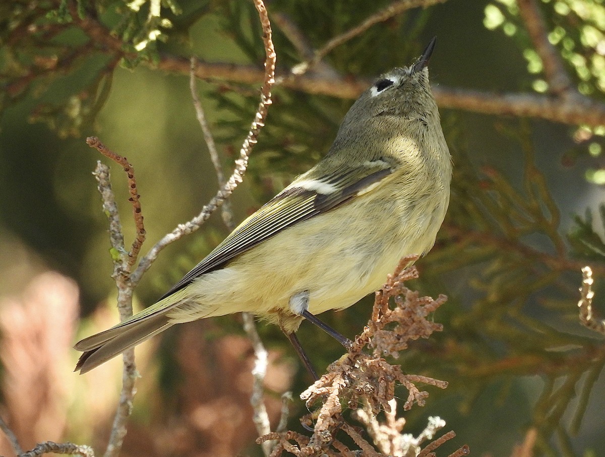Ruby-crowned Kinglet - ML644898330
