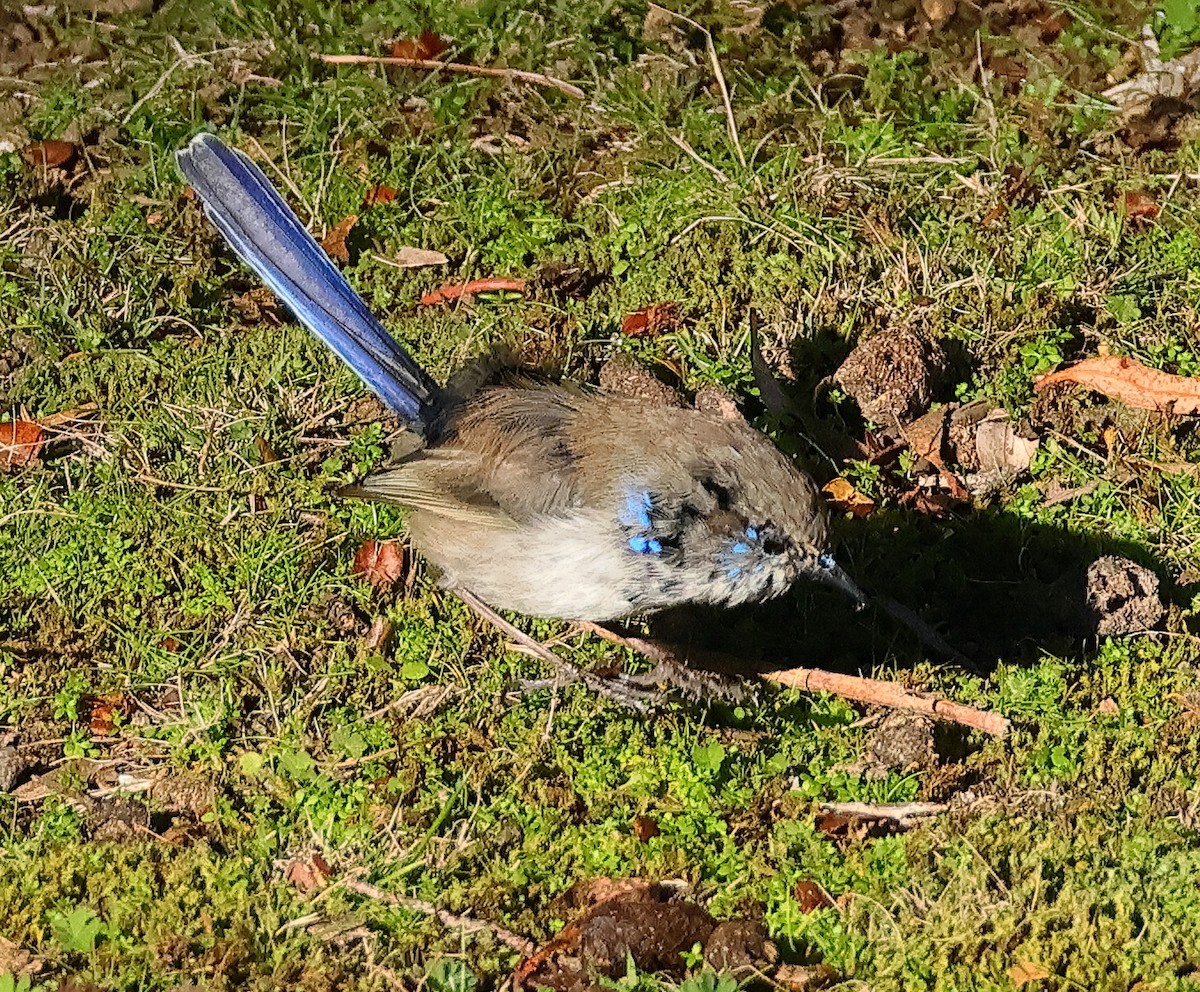 Superb Fairywren - ML644898348