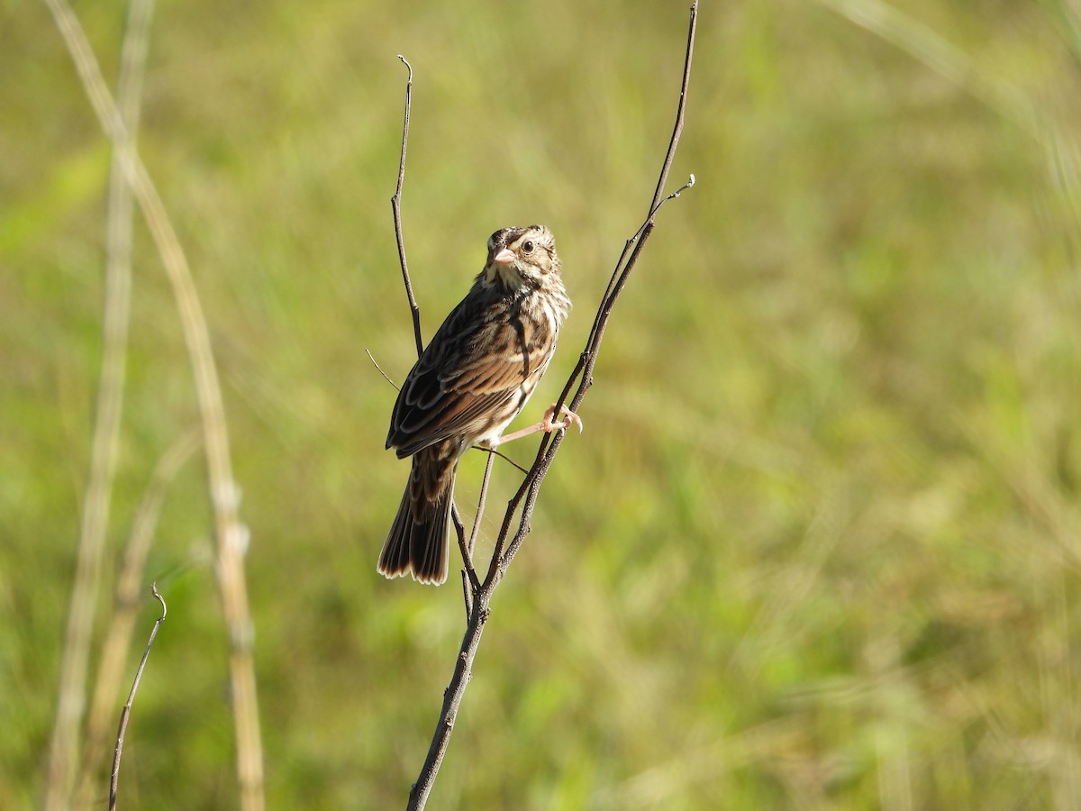 稀樹草鵐 - ML644898357