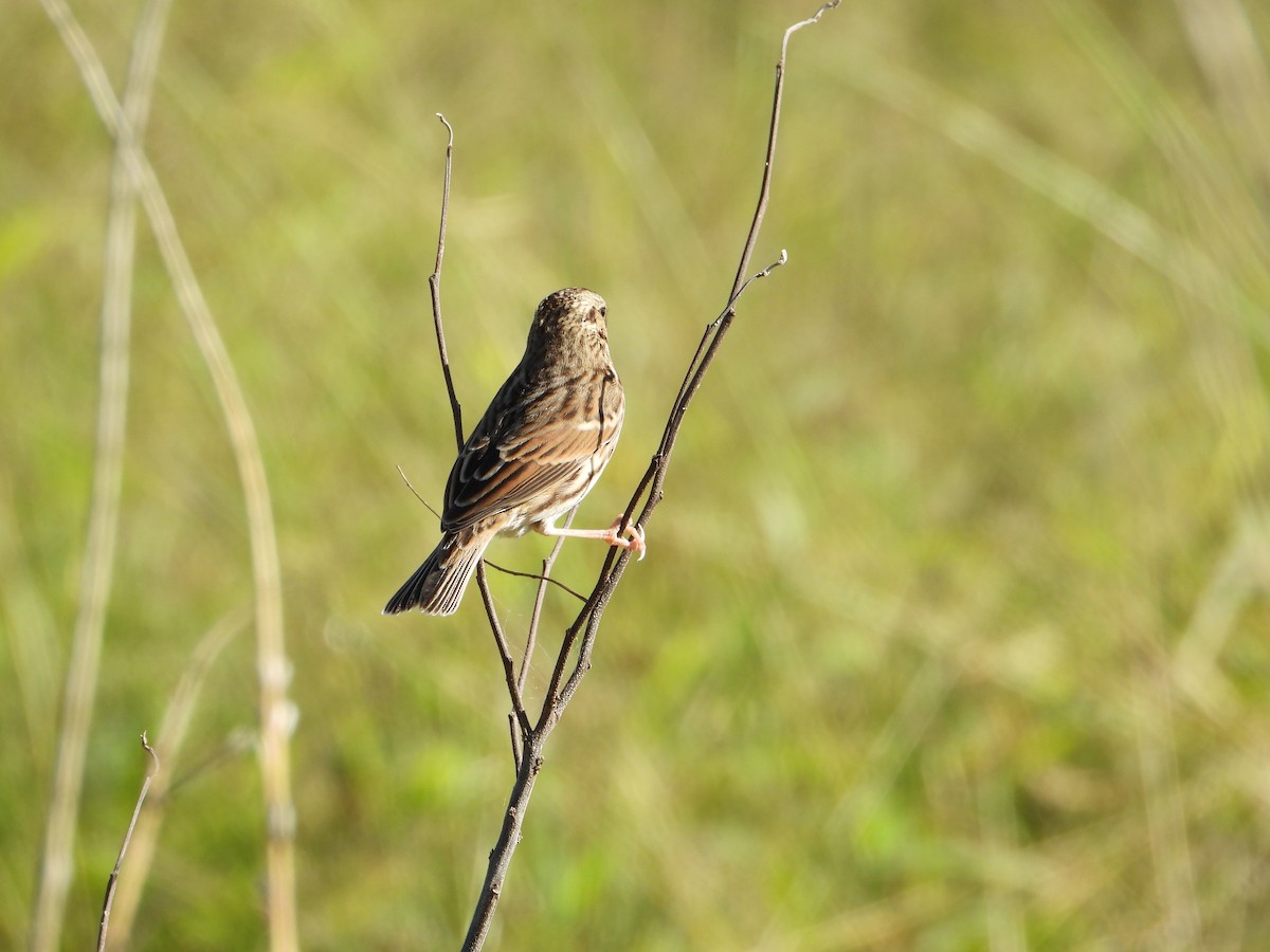 稀樹草鵐 - ML644898358