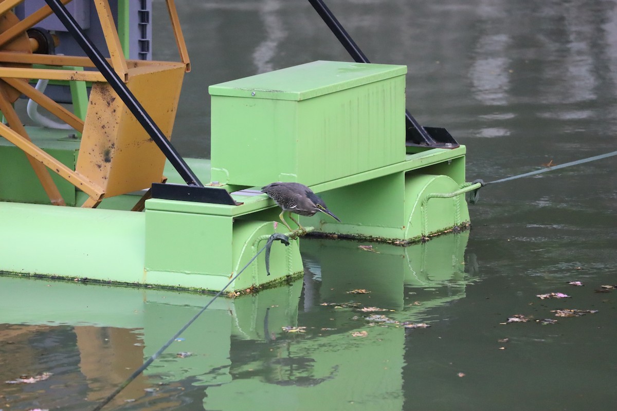 綠簑鷺 - ML644898359